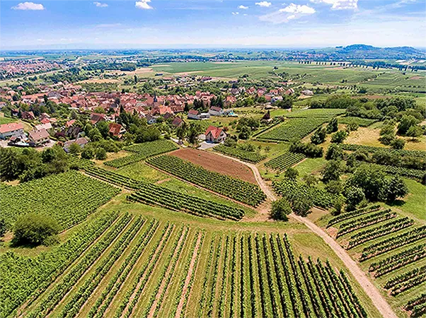 vignes alsace vue par drone